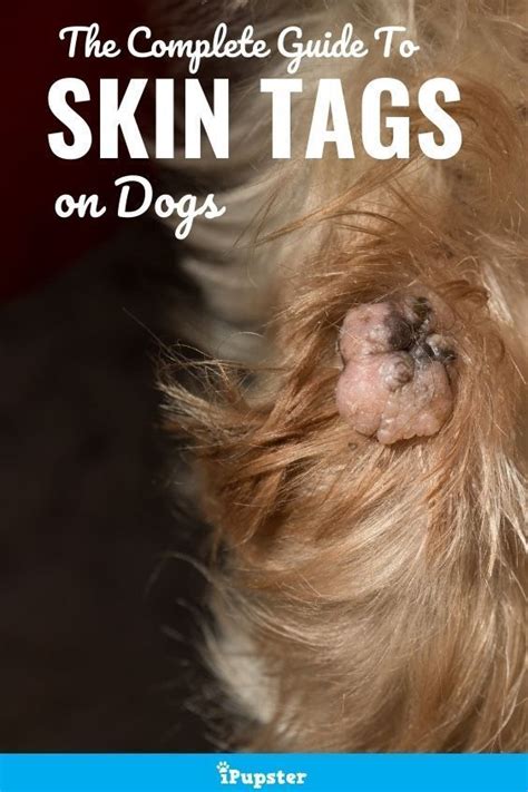 Skin Tag On Dog Eyelid: What You Need To Know For Safe ...
